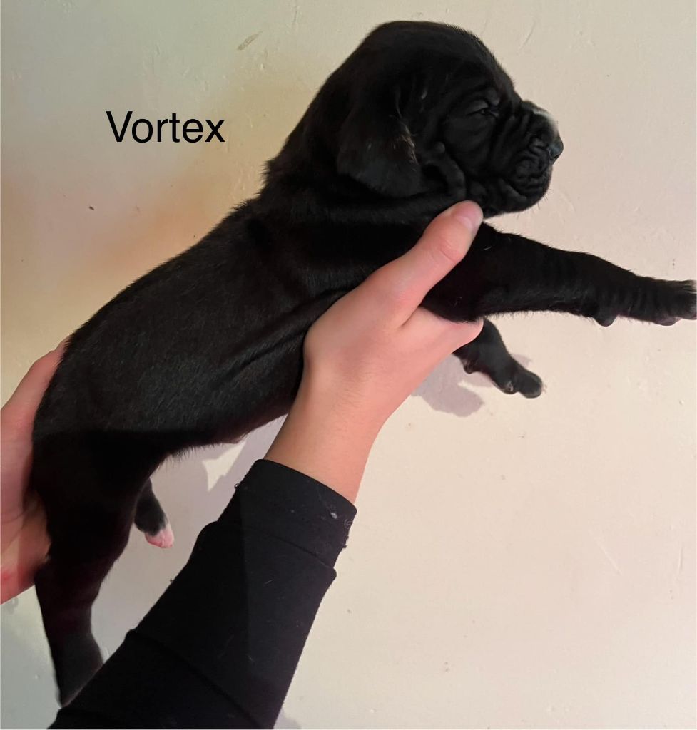 De La Drague D'Athies - Chiot disponible  - Dogue allemand