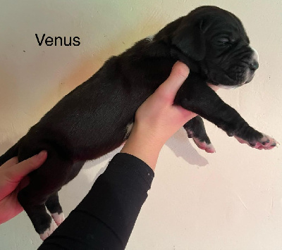 Venus