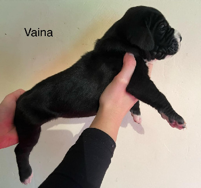 Vaina