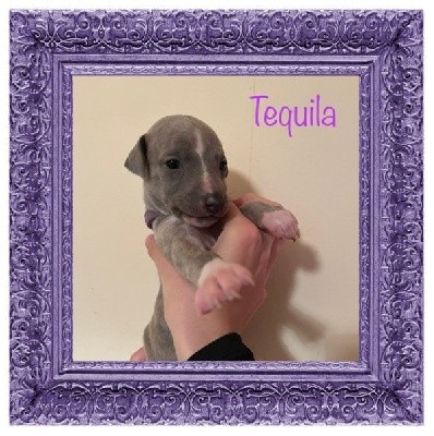 TEQUILA