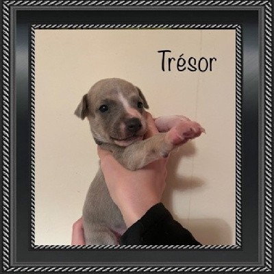 TRESOR