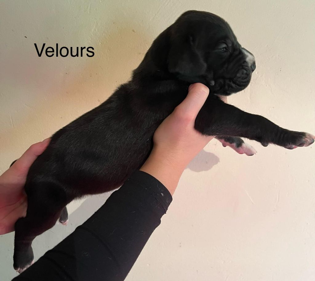 De La Drague D'Athies - Chiot disponible  - Dogue allemand