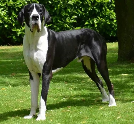 Fakir deutsche doggenzucht beaux chiens